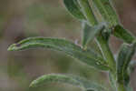 Soft goldenaster